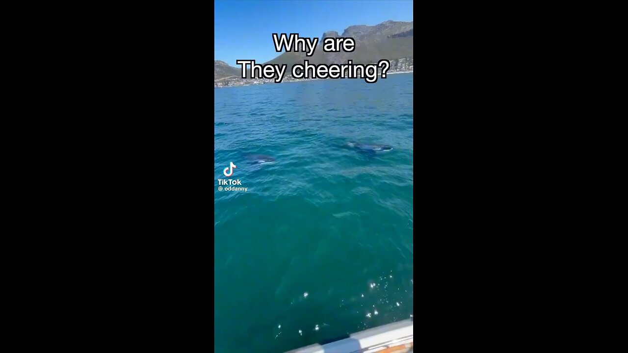 The most feared Orcas: Port and Starboard
