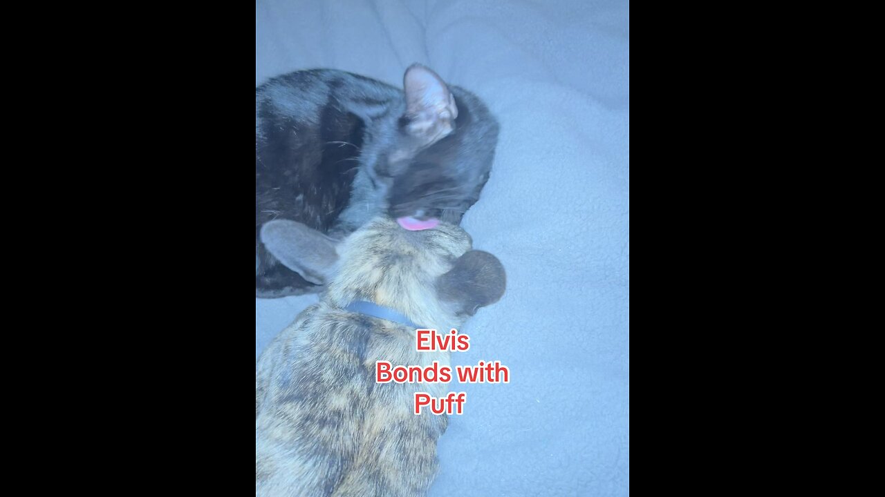 Pussy Elvis bonds with Puff