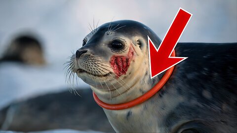 Ocean Rescue MISSION SAVES Seal Pup Trapped in Plastic