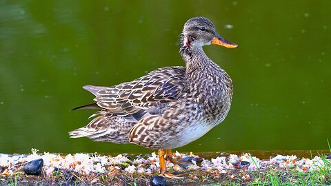 Mrs. Gadwall Duck is Taking a Little Break from Rough Duckling Making