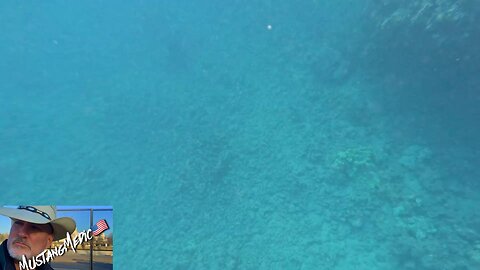 This is what it feels like to be a Democrat right now. 🐢