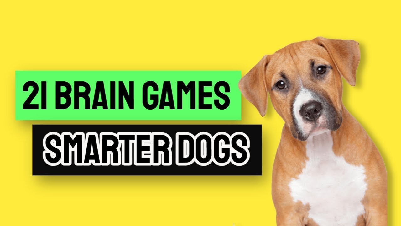 BRAIN TRAINING FOR DOGS 2025 🐶 HONEST REVIEW – CAN IT IMPROVE YOUR DOG’S BEHAVIOR FAST?