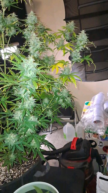 grape ape and northern lights grow