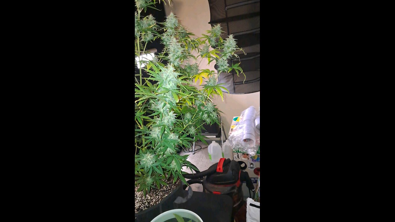 grape ape and northern lights grow