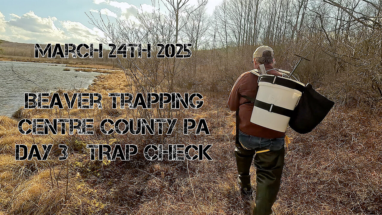 Beaver Trapping, Checking Traps Day 03
