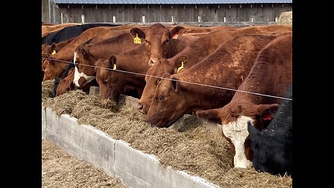 Grass-Fed vs. Grass-Finished: What's the Beef About the Trend?