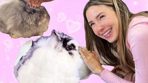 Bunny Beauty Pageant?! The Cutest Competition Ever