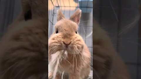 Regardless of whether humans or animals, the greatest mother's love, cute pet debut plan, rabbit