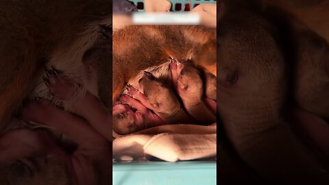 The Bitch ran into the yard to ask people for asylum