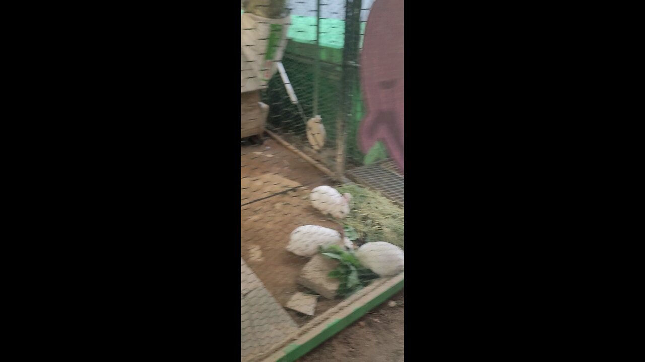 Rabbit asmr