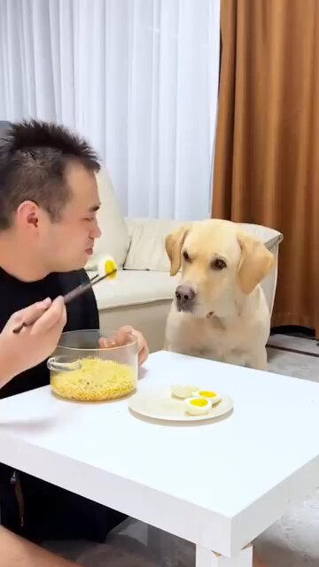 🤣😹 Funny animal videos 😹🤣 I sincerely hope you enjoy it; please follow