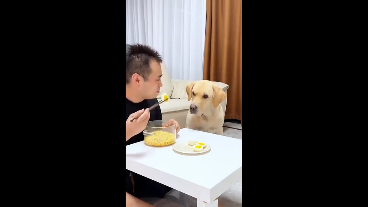 🤣😹 Funny animal videos 😹🤣 I sincerely hope you enjoy it; please follow