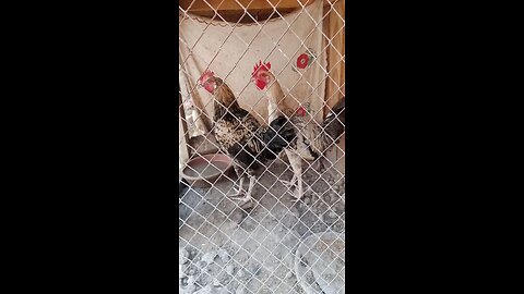 hens vedio