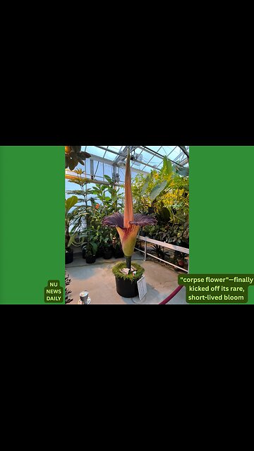 St. Paul Botanic Showdown: Giant Corpse Flower Emerges with a Foul Fanfare