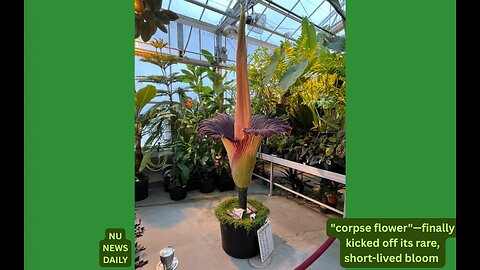 St. Paul Botanic Showdown: Giant Corpse Flower Emerges with a Foul Fanfare