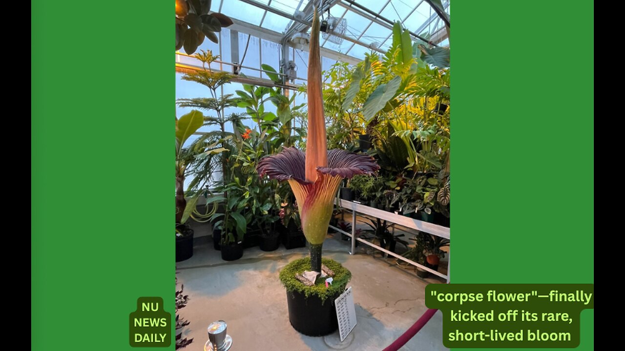 St. Paul Botanic Showdown: Giant Corpse Flower Emerges with a Foul Fanfare