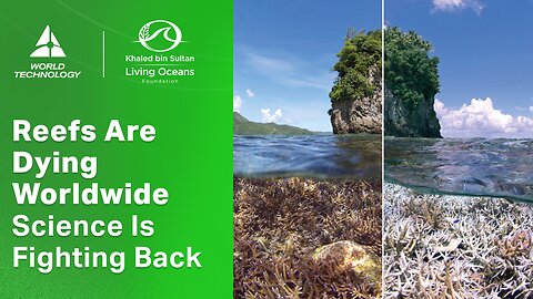 The Global Coral Crisis – What We Learned from Mapping 1,000+ Reefs | Living Oceans Foundation