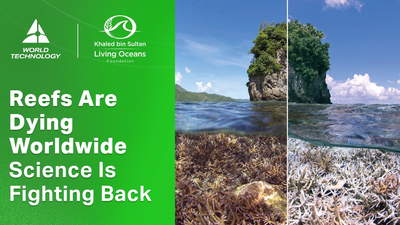 The Global Coral Crisis – What We Learned from Mapping 1,000+ Reefs | Living Oceans Foundation