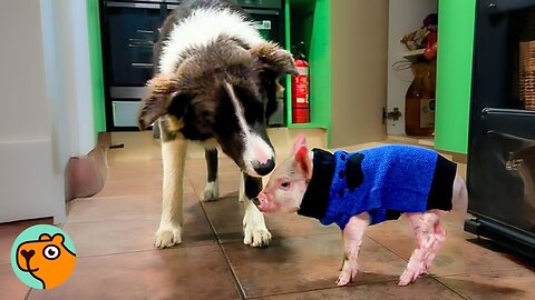 Tiny Pig Grows Up To Be Like Her Best Friend, A Dog! | Cuddle Buddies