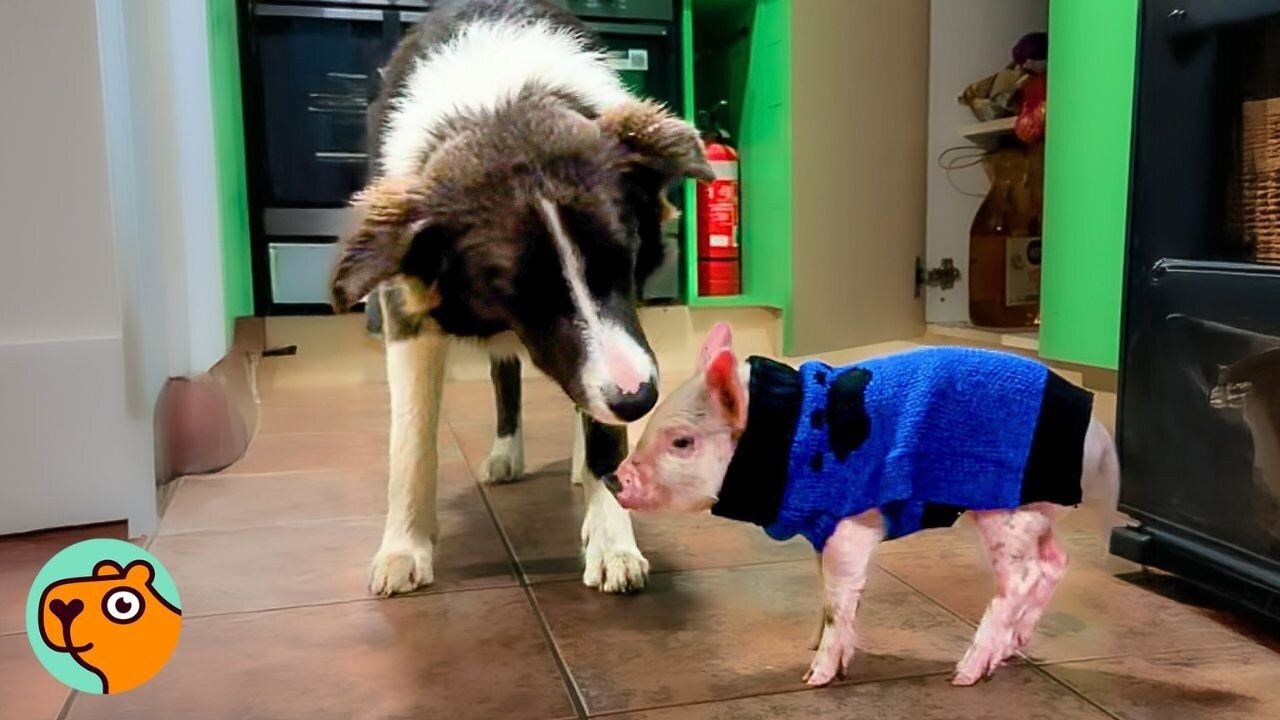 Tiny Pig Grows Up To Be Like Her Best Friend, A Dog! | Cuddle Buddies