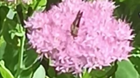 A skipper