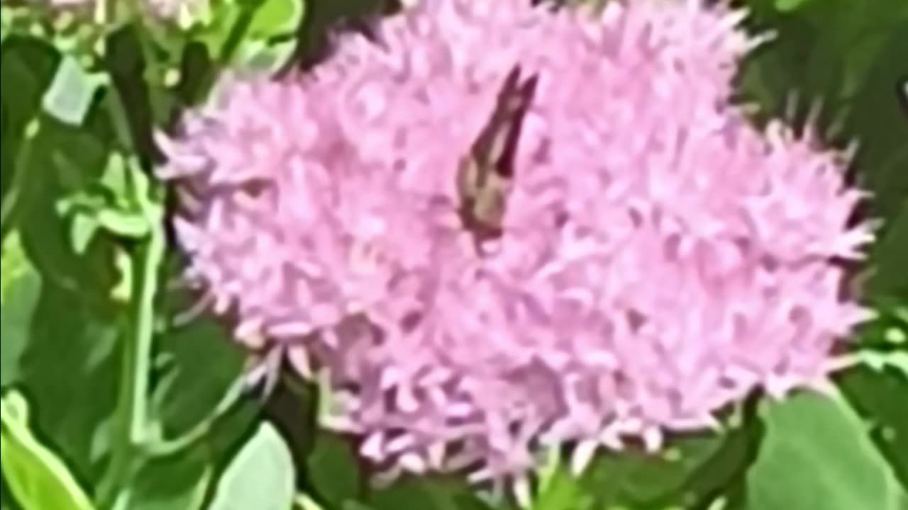 A skipper