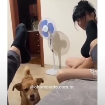 Falei foi peido !!! Se nao se borrou, se cagou todo #shorts (1).mp4