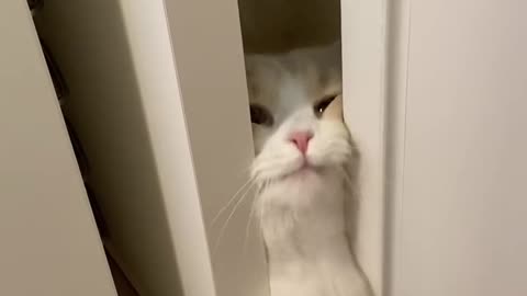 Let him in please 🥺