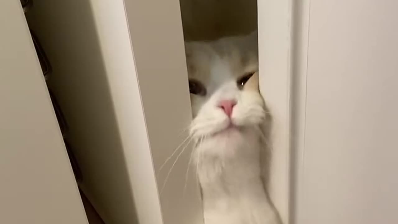 Let him in please 🥺