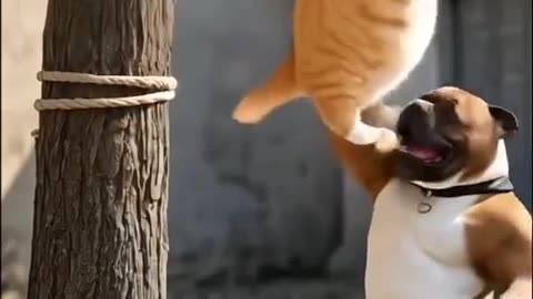 B,CAT