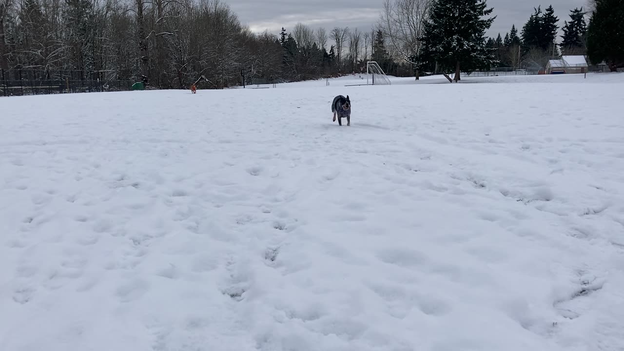 Yuma makes the tackle