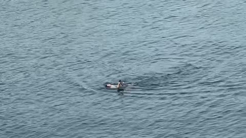 Rescuing a Bird That Was Drowning