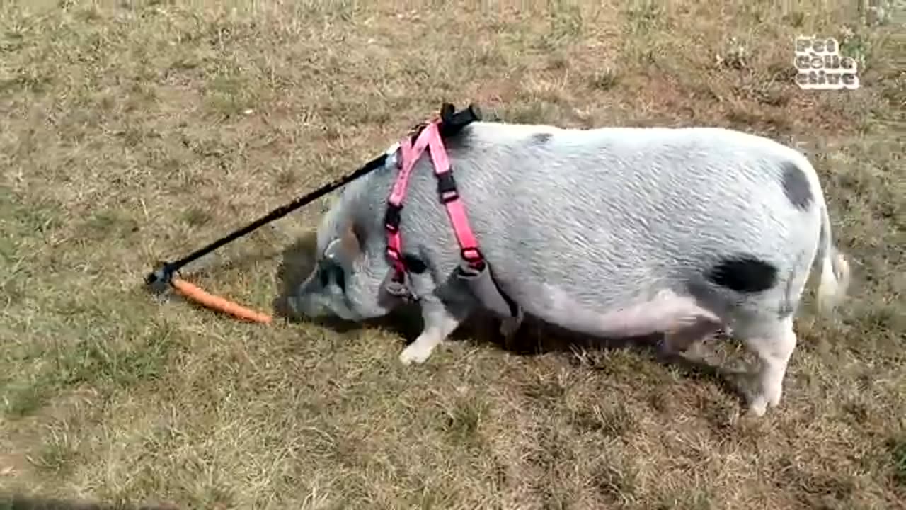 Funny farm animals