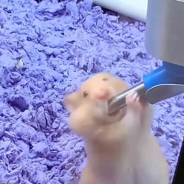 Funny Squirrel & Mouse Moments | Laugh Till You Drop!