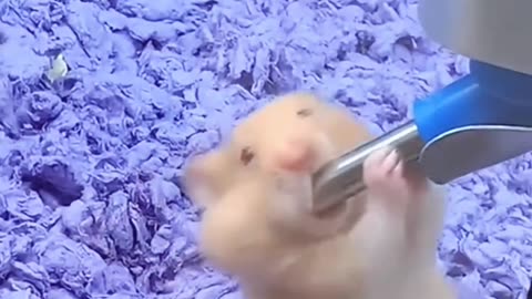 Funny Squirrel & Mouse Moments | Laugh Till You Drop!