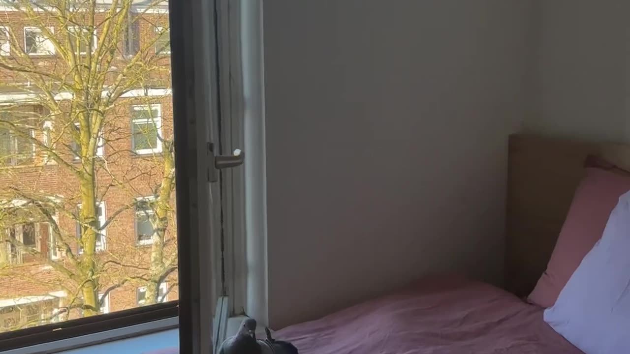 Pigeon Can't Find the Exit