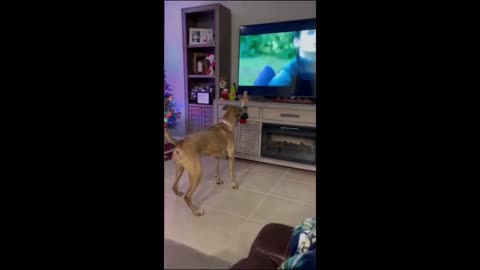 Funny dogs and cats
