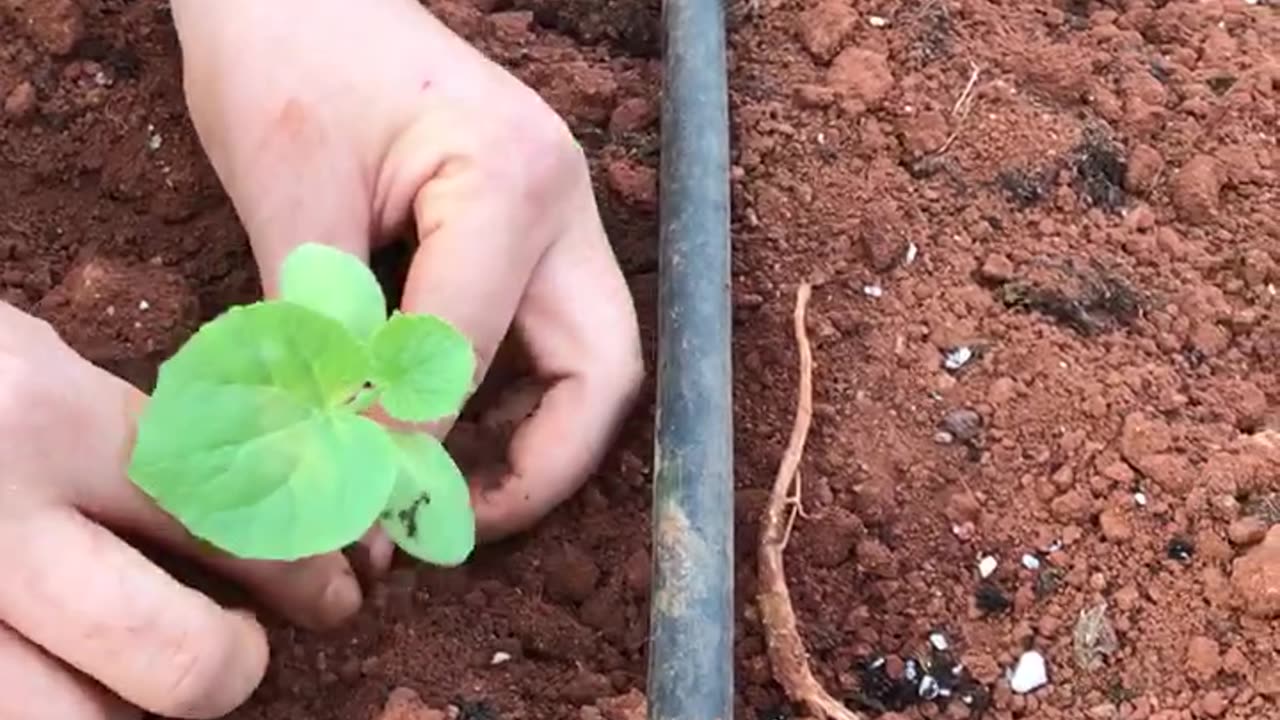Planting melon seedlings