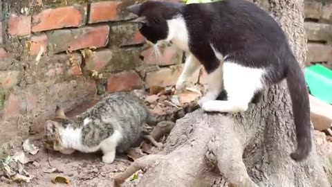 Kitten match a cat product her son