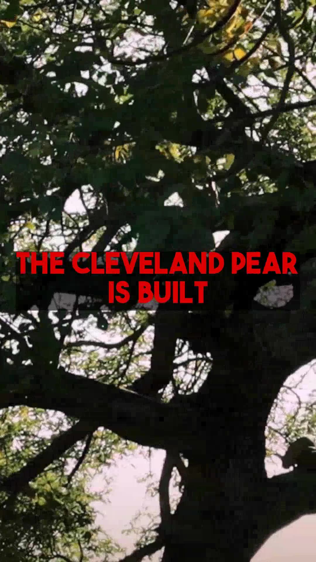 Comparing Bradford and Cleveland Pear Trees for Your Landscape