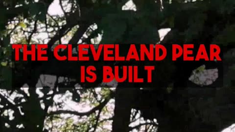 Comparing Bradford and Cleveland Pear Trees for Your Landscape