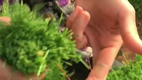 Farmer and market comparison of a bunch of dill in terms of size