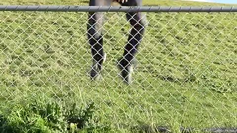 Funny Animal going over the fence