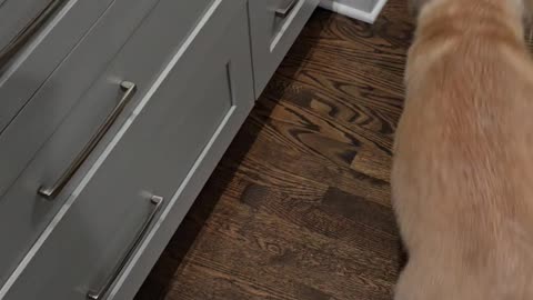 BERKELEY GETS A NEW TOY ! 