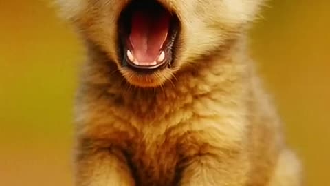 Smalls cute animals world