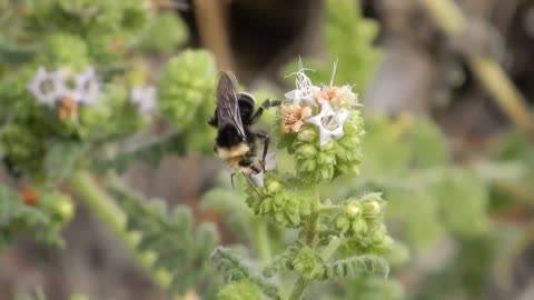 A bee.