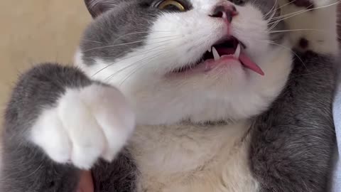 Catnip Sends Cat To Another Universe