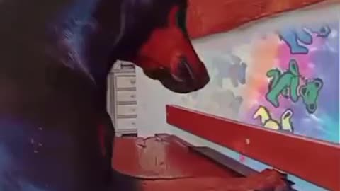 Luna goes wild trying to catch light reflections