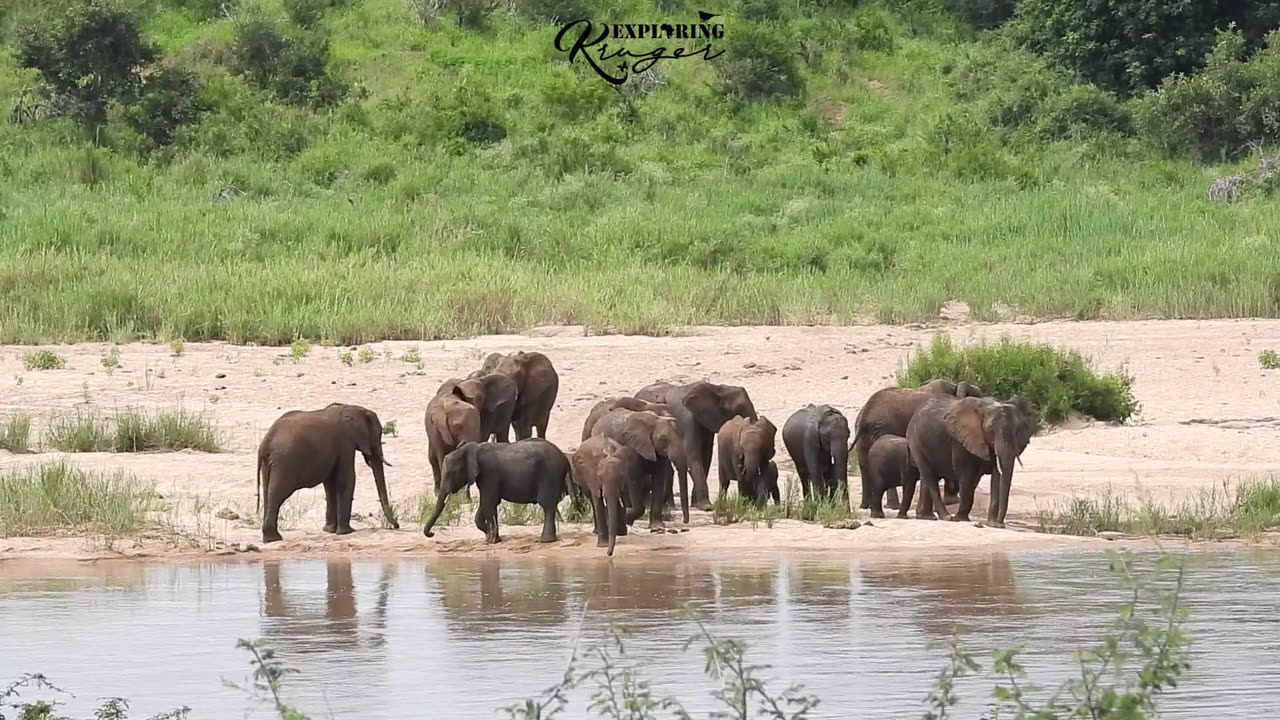 Elephant Herd at the Crocodile River