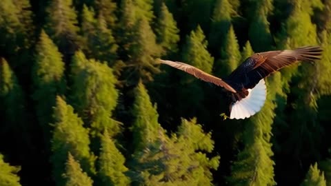 Beautiful eagle in a beautiful view
